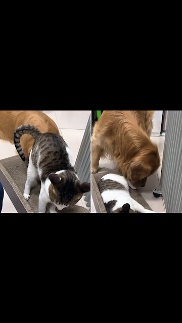 Golden Retriever cleans cat foot sores. They are good friends