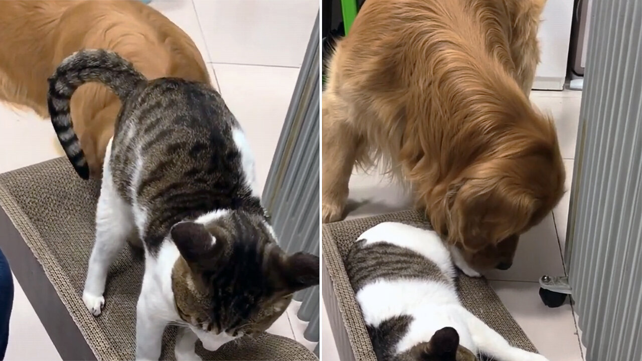 Golden Retriever cleans cat foot sores. They are good friends