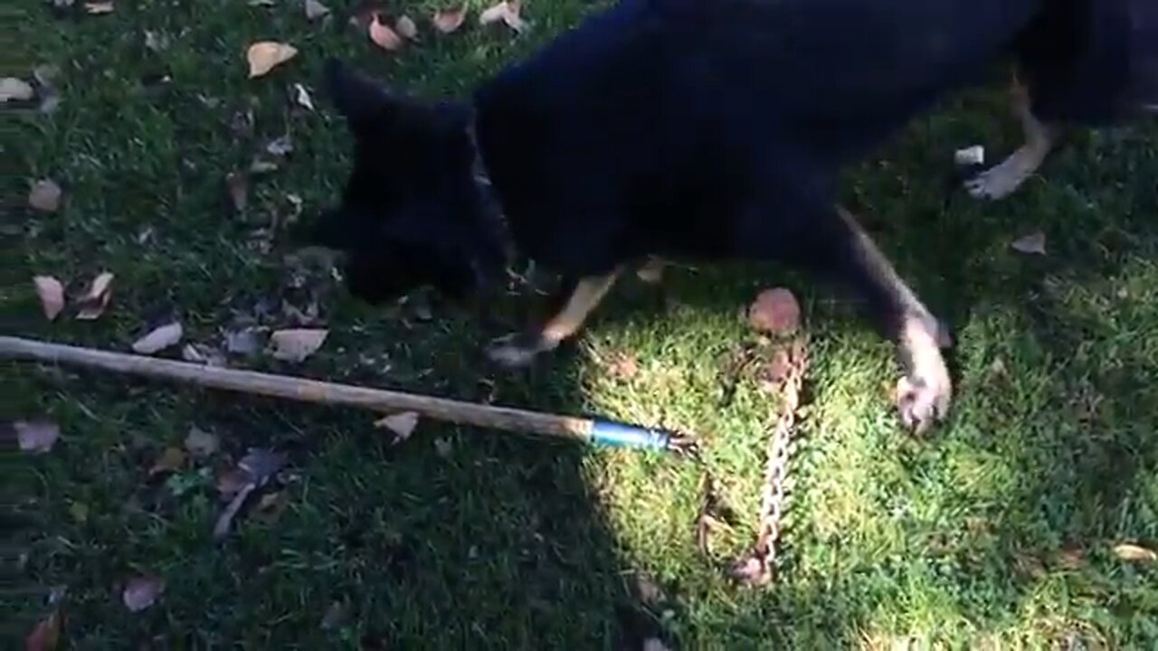 Big German Shepherd Is Scared Of A Rake!