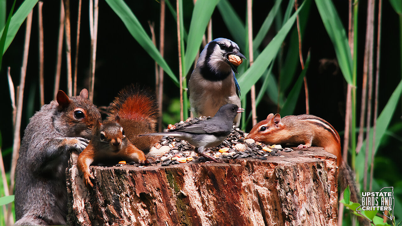 Cat TV 🐱 Dog TV 🐶 Upstate Birds And Critters: Ep 290 — 061324