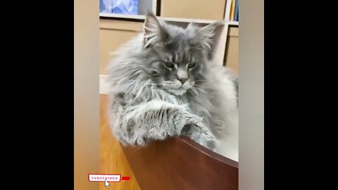 cute cat videos 😹 funny videos 😂1730