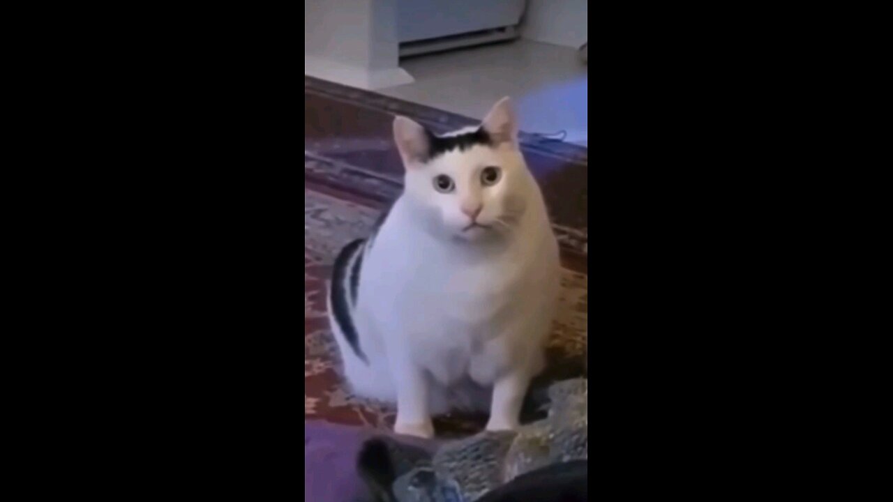 Cat Meme