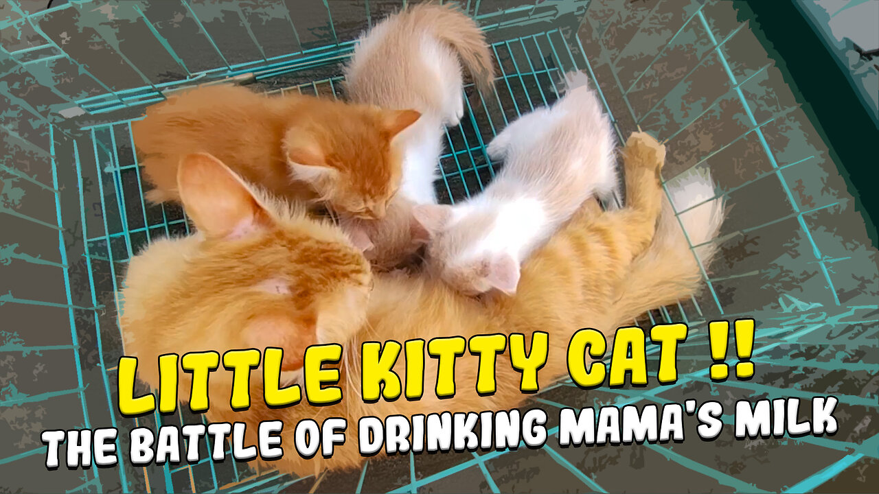 Little Cats Who Like To Annoy Their Mothers, Want To Drink Milk Constantly