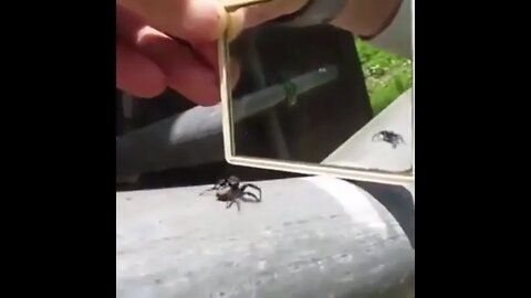 Confused Spider