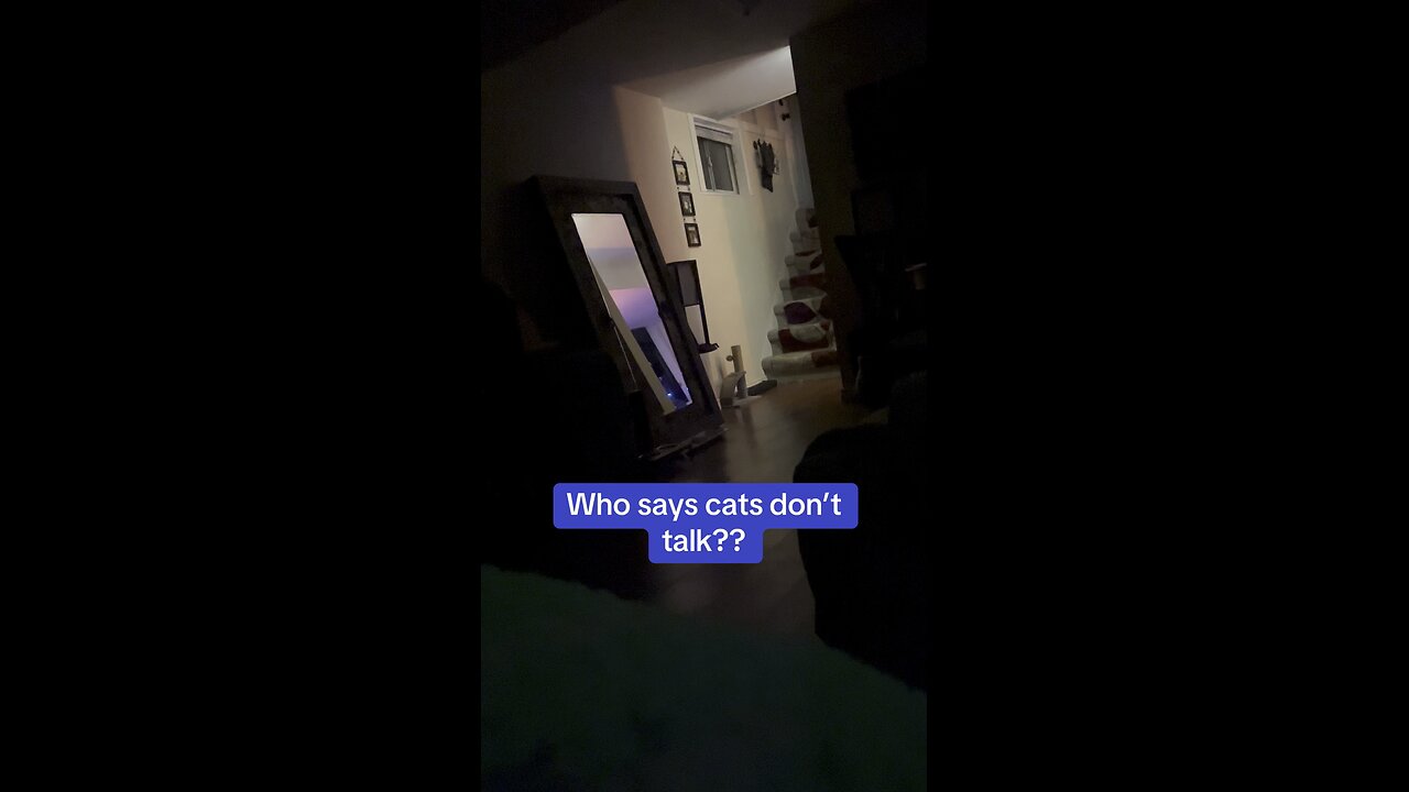 Who says cats don’t talk?