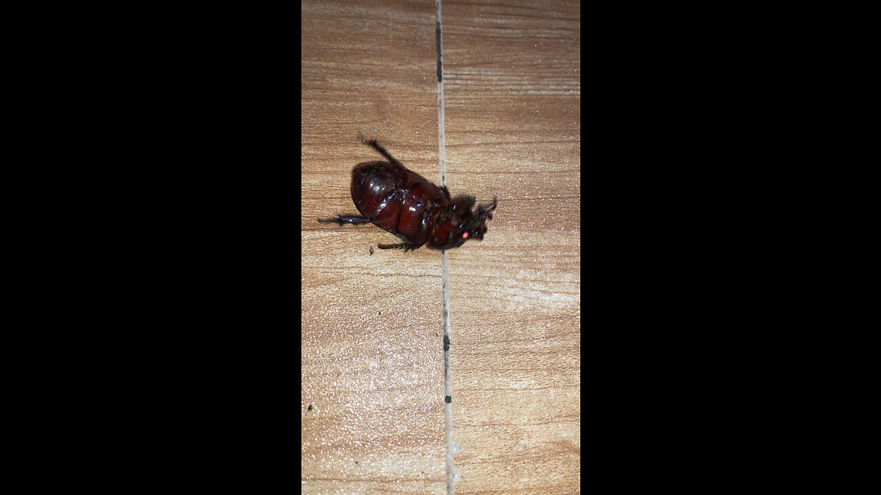 What's is it ?