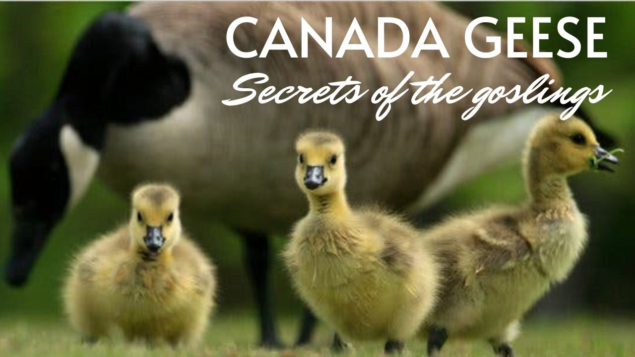 Canada Geese: The life of the goslings.