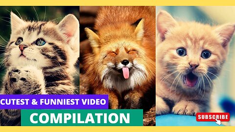 Cutest & Funniest Animals #cute #funny