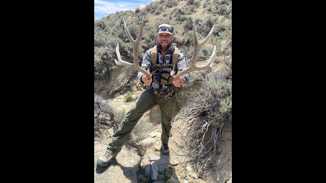 Shed hunting digging up big mule deer antlers