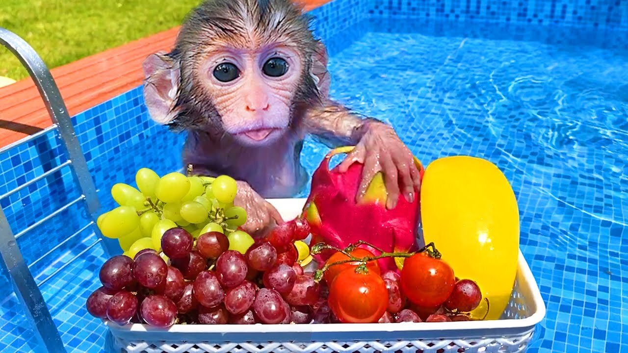 Baby monkey Bon Bon and puppy harvest fruit in the farm