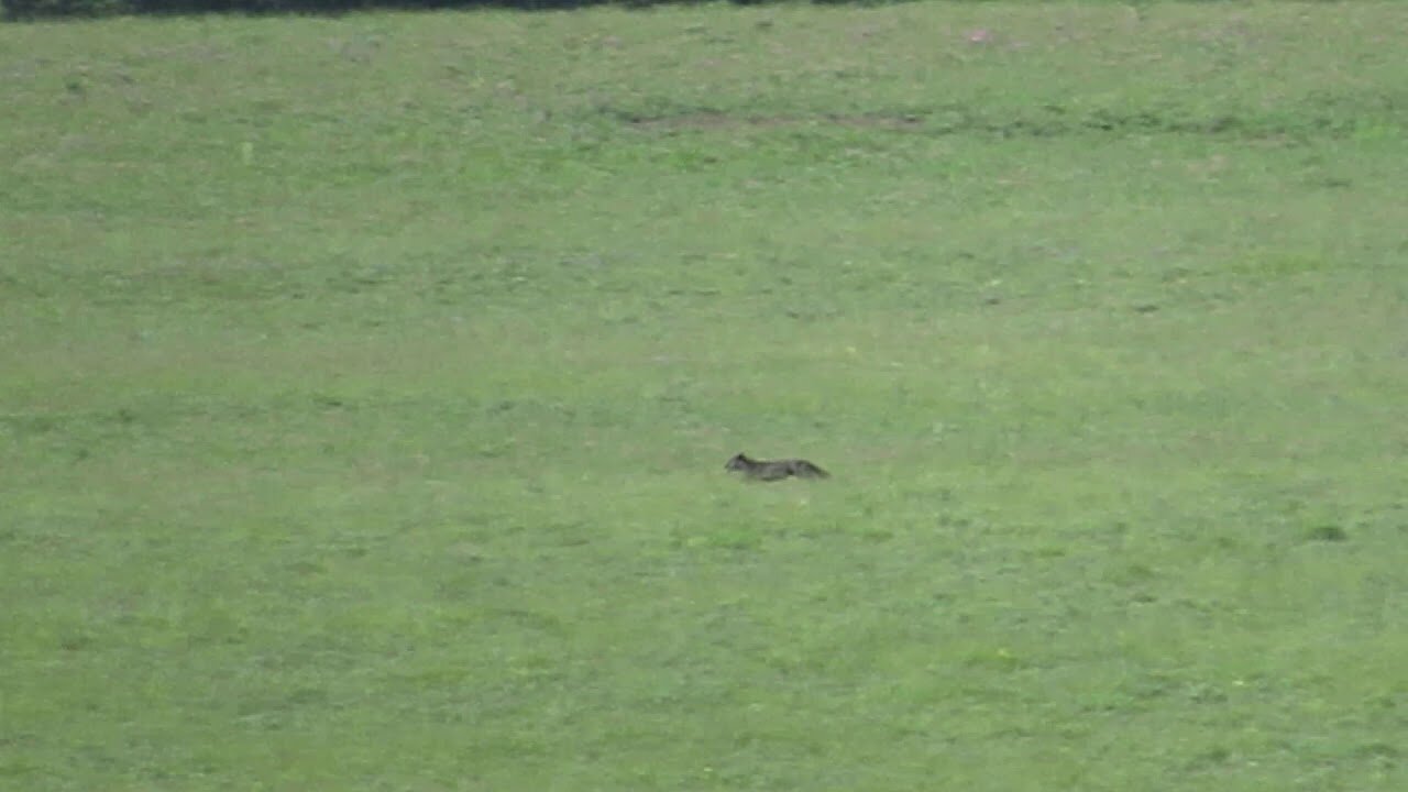 A Wolf Gives Chase in the Lamar Valley, Yellowstone