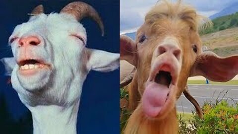 Must funny goats