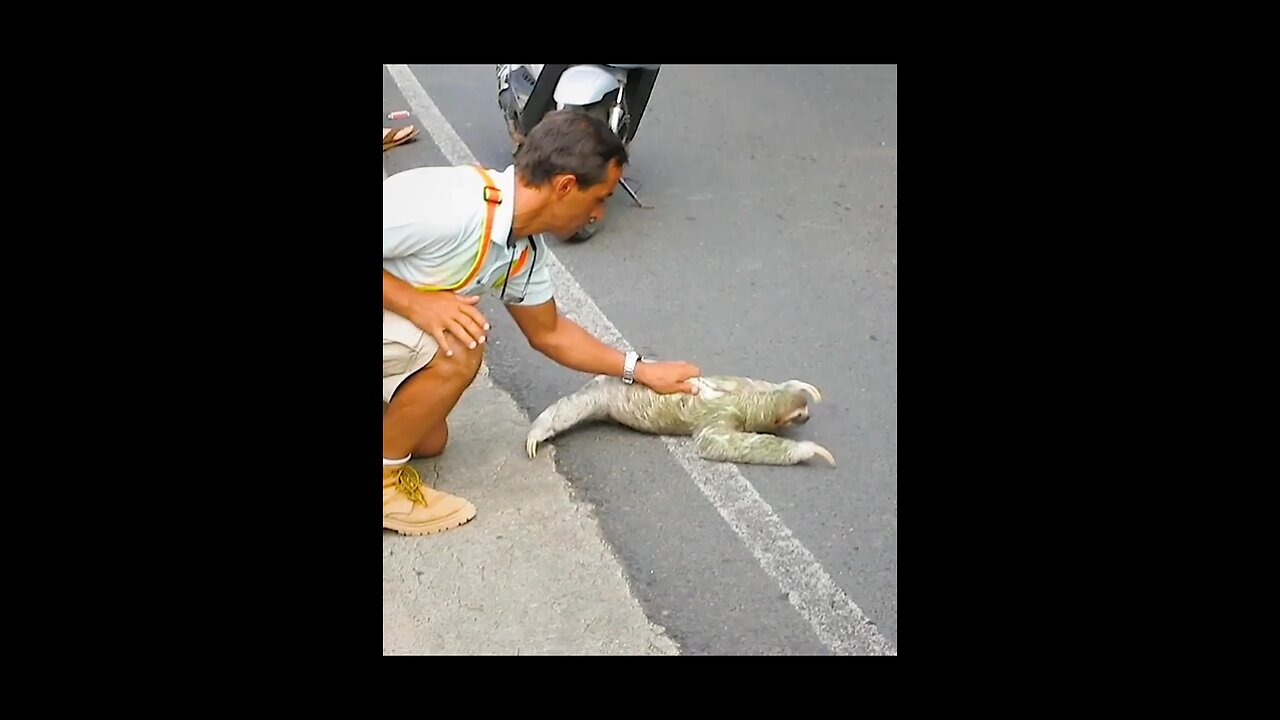 Helping sloths Cross the road. Act of kindness and love
