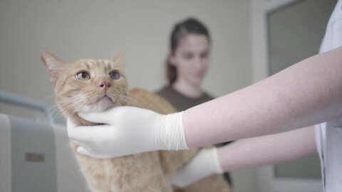 Pet Talk Tuesday - How to tell if your cat is not feeling well