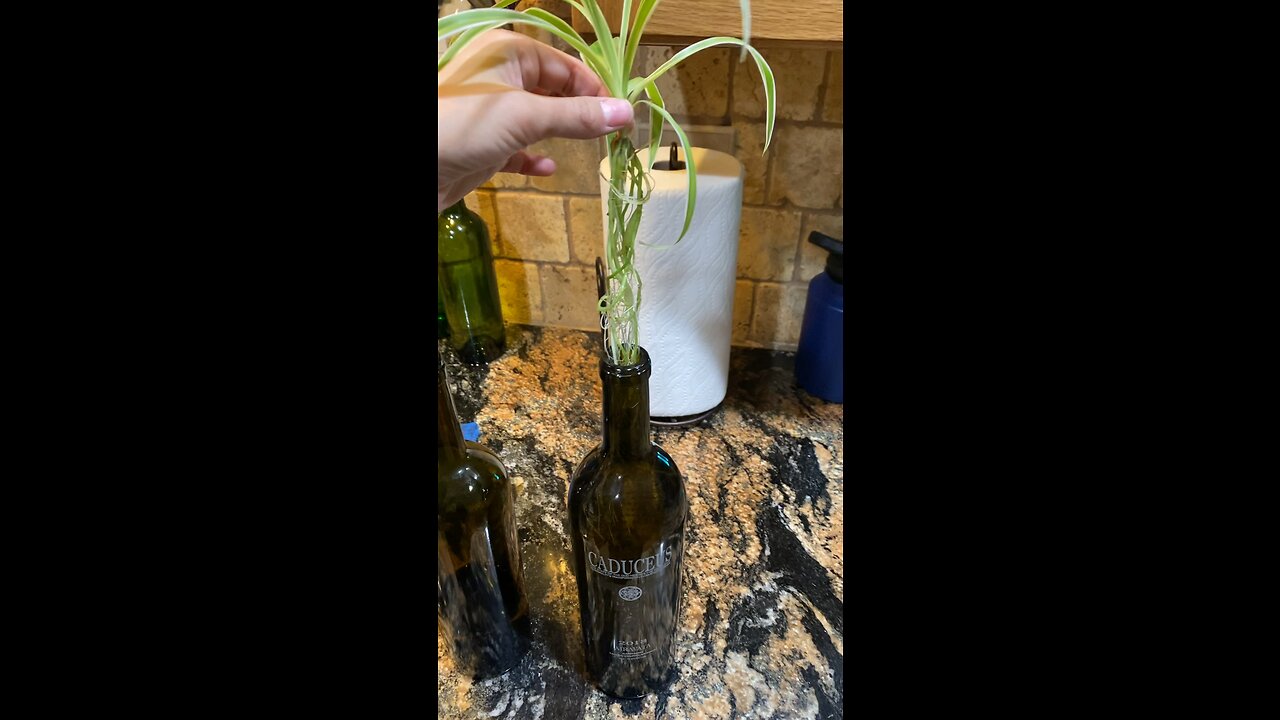 Spider Plant growing in water