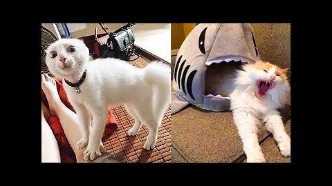 FUNNIEST CAT AND DOG VIDEOS 2023