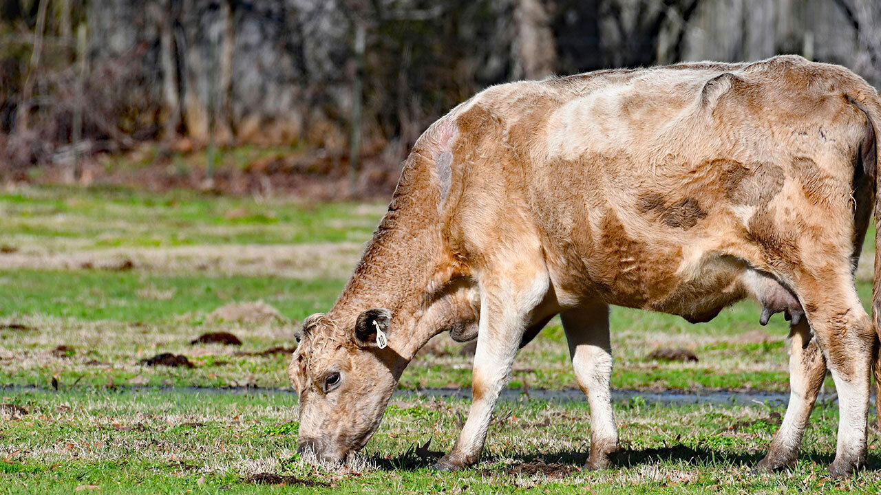 KTF News - Alarm As Cow-Killing Ticks Spread to 19 States