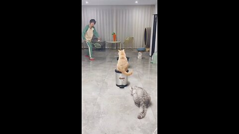 Cat badminton match 😺