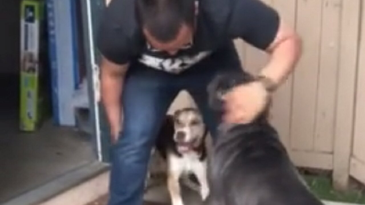 Excited dogs welcome owner home from Navy deployment