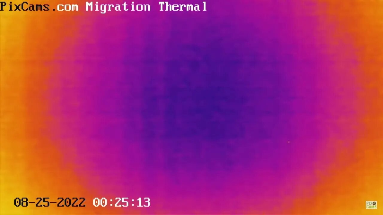 Night migrating birds caught on thermal camera - 8/25/2022 @ 00:25