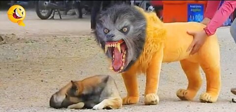 Troll Prank Dog Funny & fake Lion and Fake Tiger Prank To dog & Huge Box Prank to dog