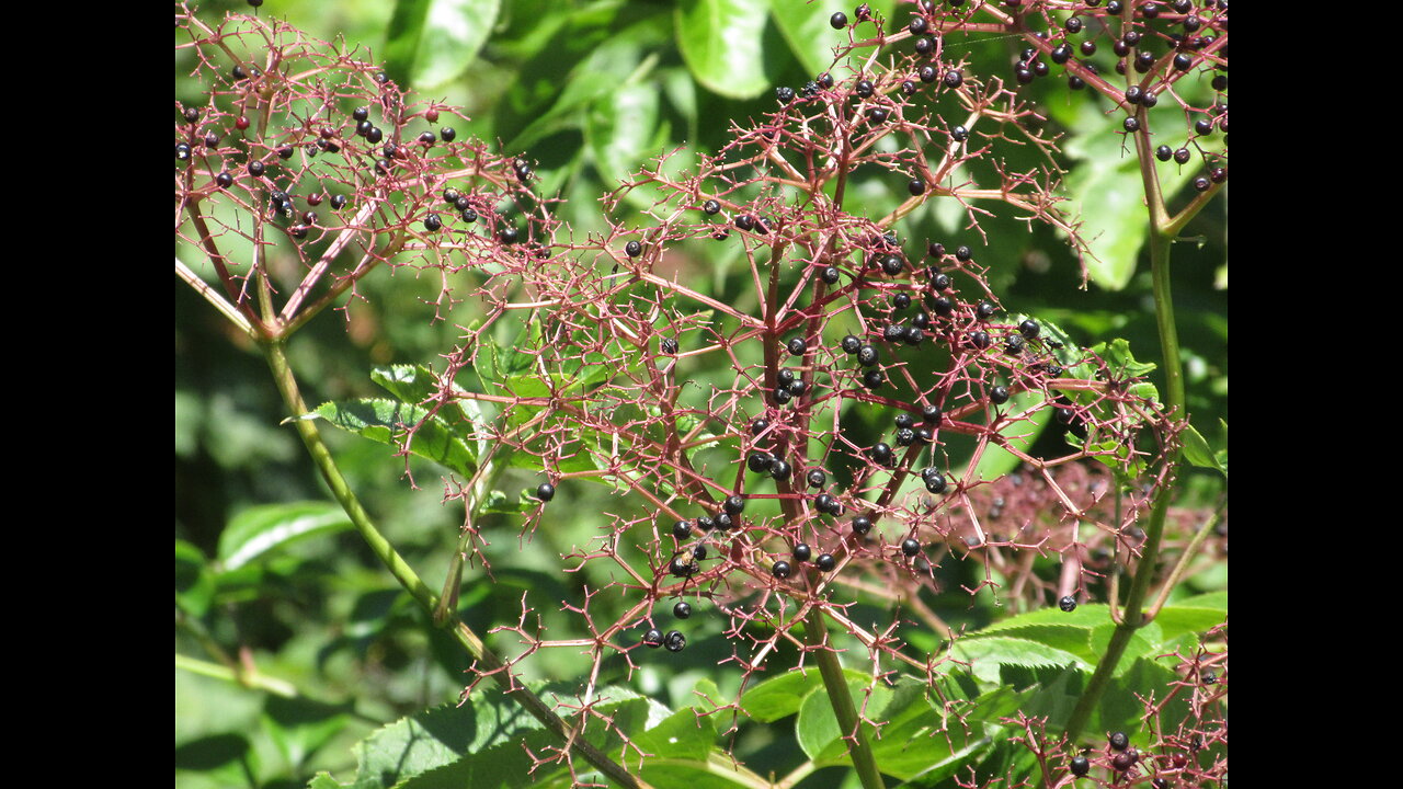 High in Vitamin C Elderberries Sept 2022