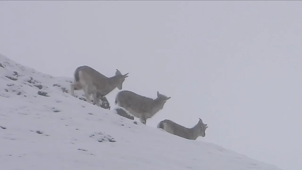 Blue Sheep in the Himalayas | Bharal | Traveling Teachr | In Search of a Snow Leopard