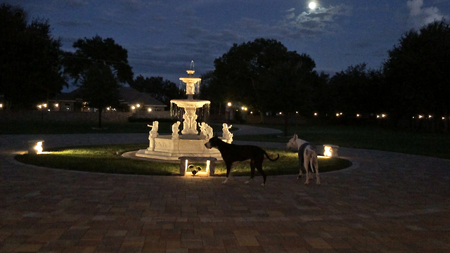 Funny Great Dane barks at full moon