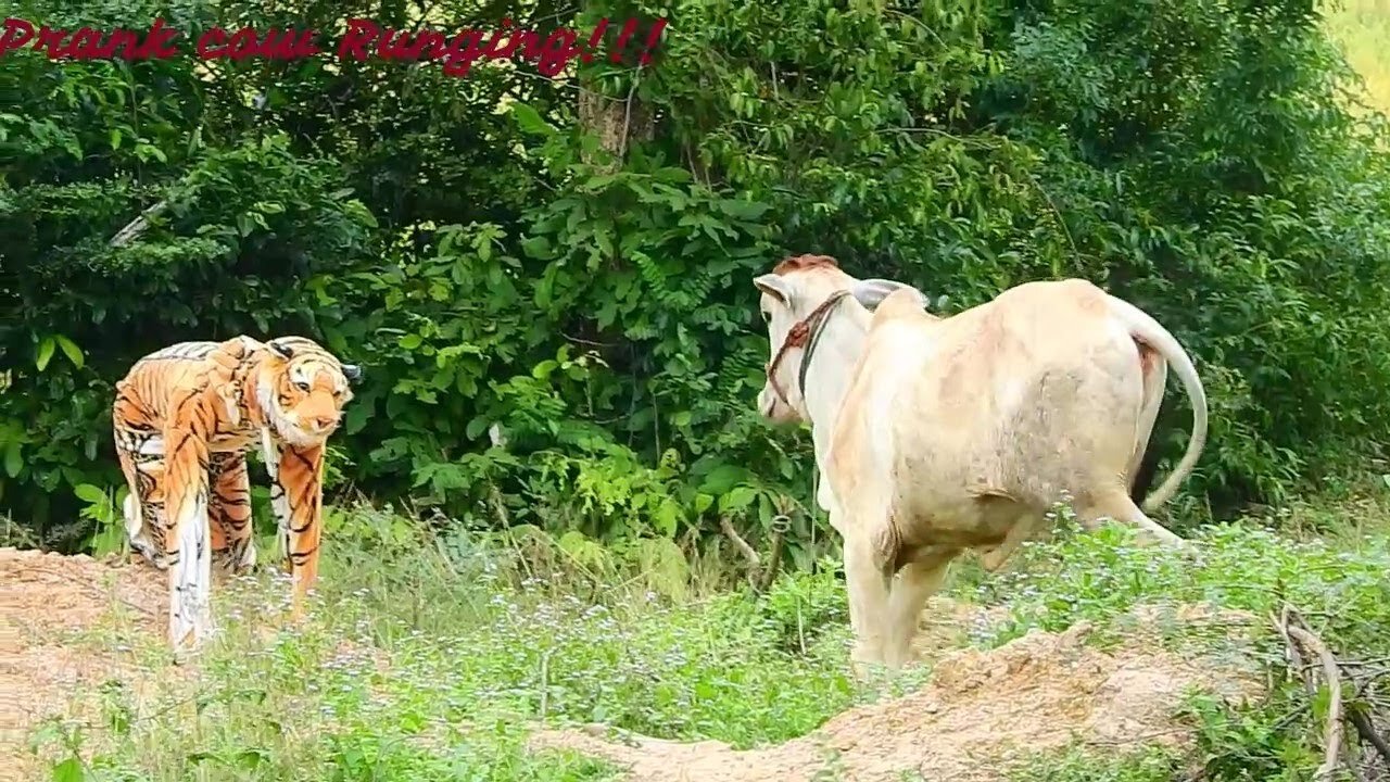 Fake Tiger Prank Cow = Fake Cow Prank Tiger Has Ha so funny