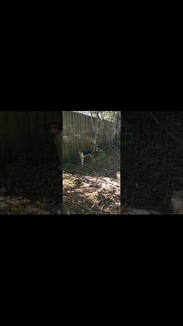 Caught Parker Outside The Fence Pt 1 #busted #dogs