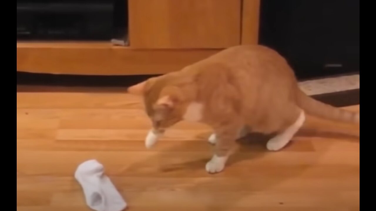 Funny cat video