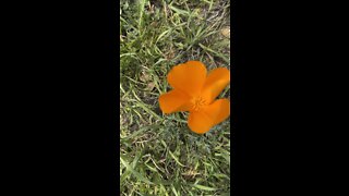 California Poppy