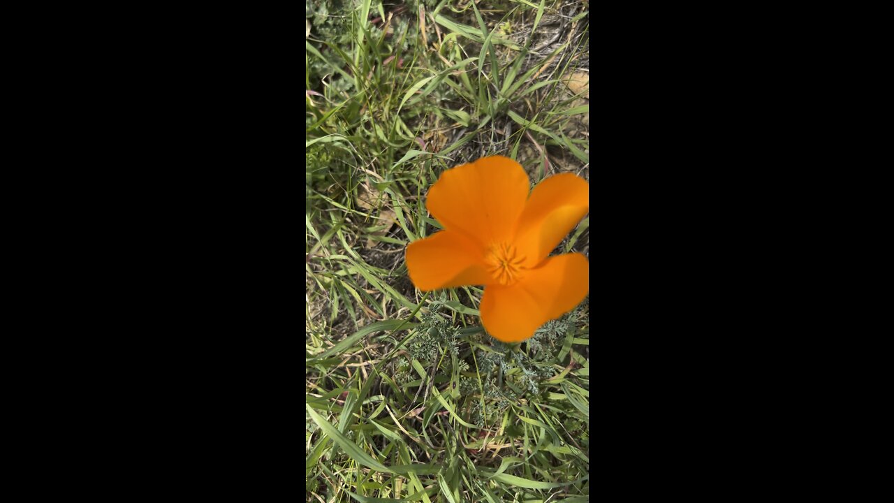 California Poppy