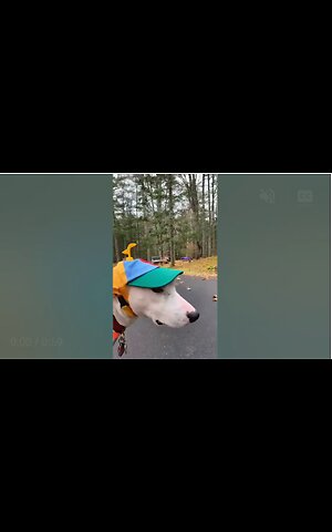 TRY NOT TO LAUGH,CUTE DOG,FUNNY MOVE,