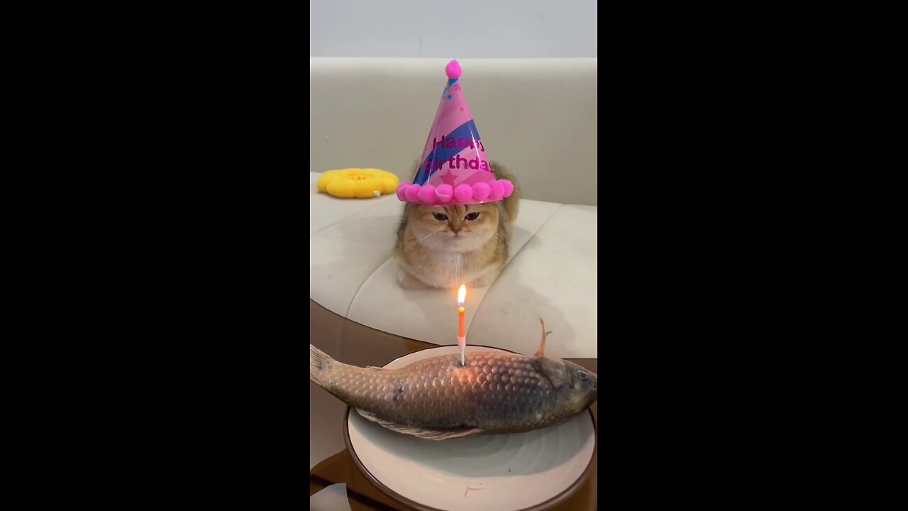 Kitty Birthday 🎉🎂😂