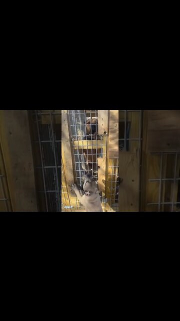 ASC’s Fury does not like Cowboy barking at his owner. Brave pup. #bandogs #catchdog #protectiondogs