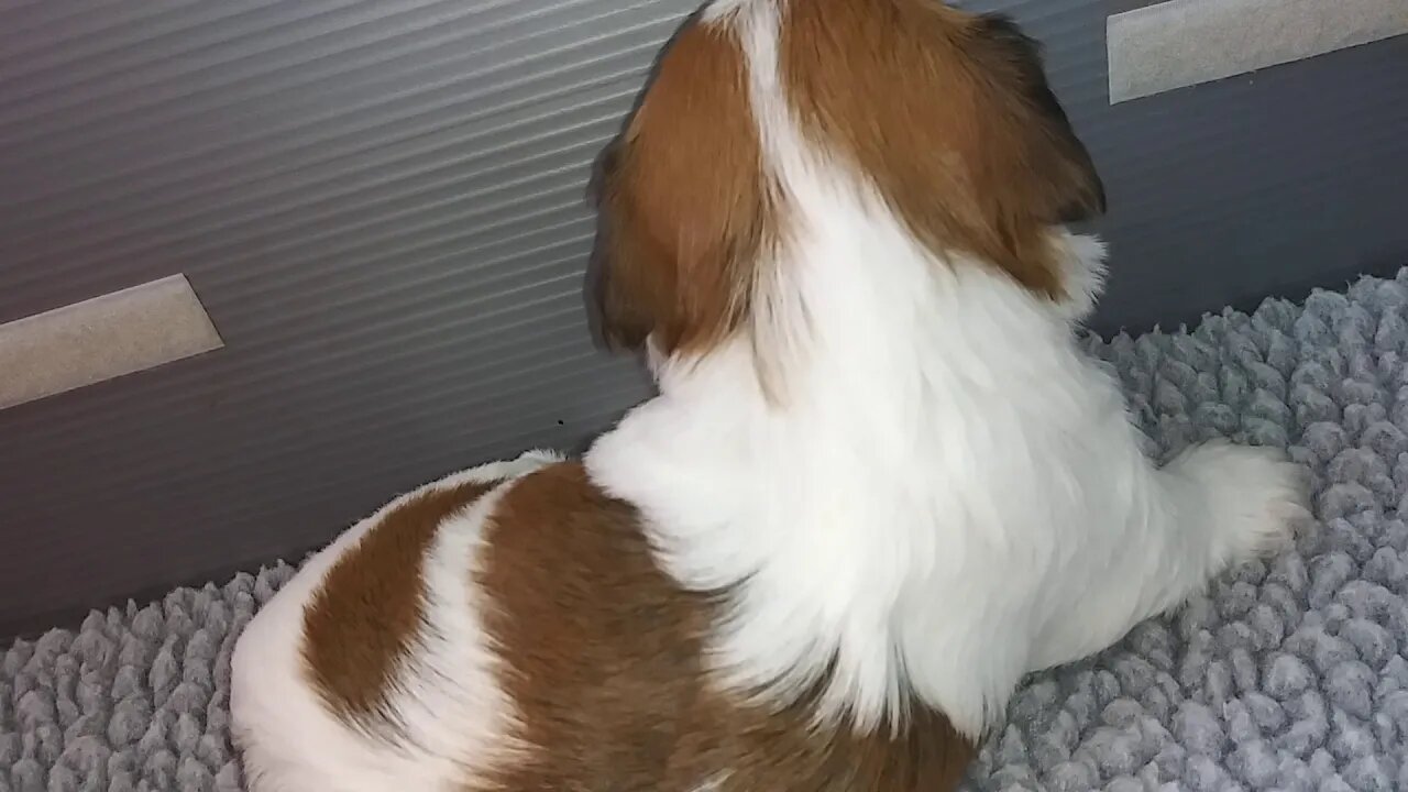 G Litter - 3 weeks old