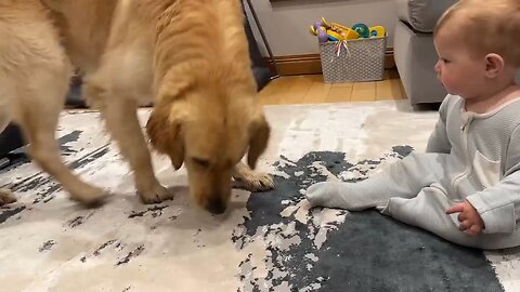 Golden reitrever pup makes baby