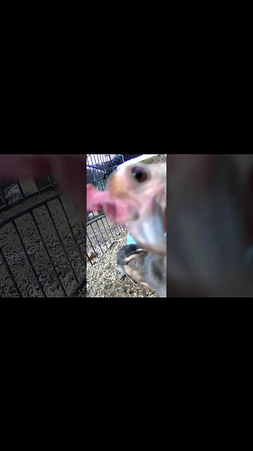 Hen looks at camera. The secret lives of birds