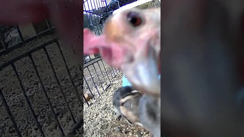 Hen looks at camera. The secret lives of birds