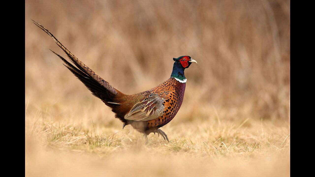 Beautiful Golden Pheasants and Wading Birds