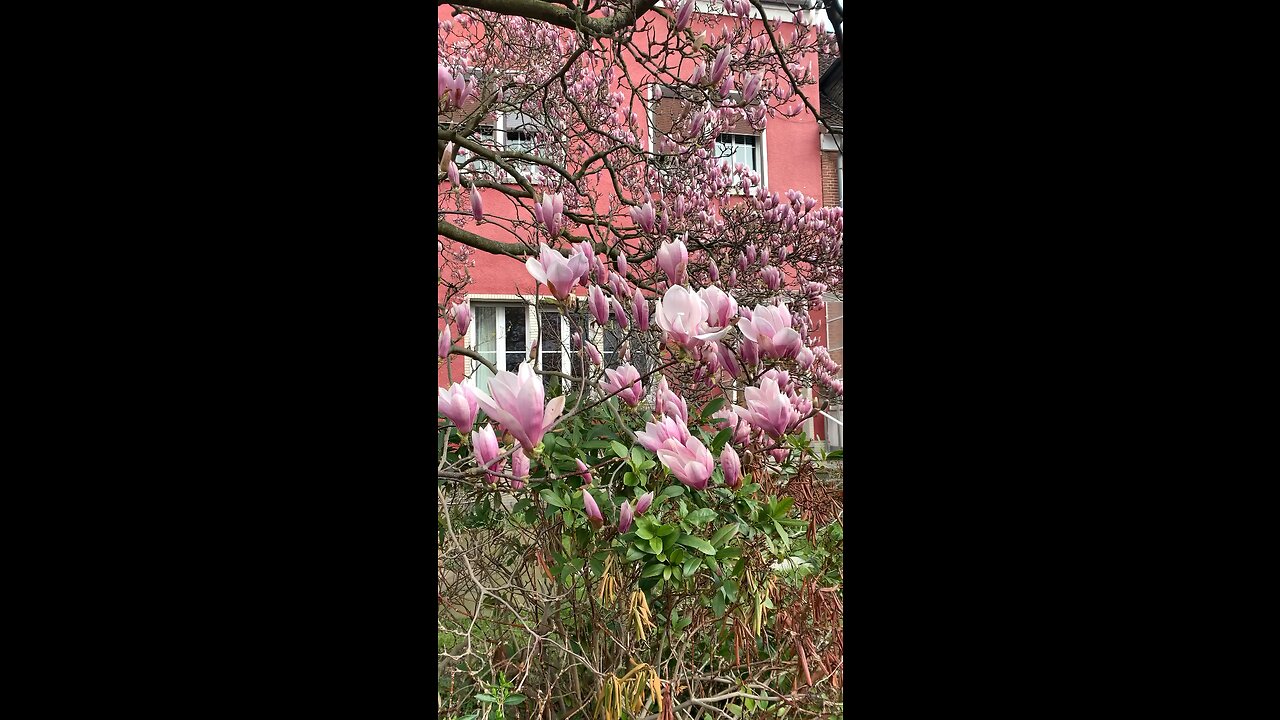 Spring Flowering time