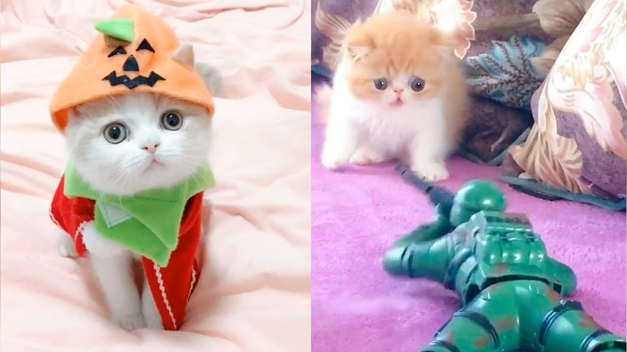 Baby Cats - Funny and Cute Baby Cat Videos Compilation