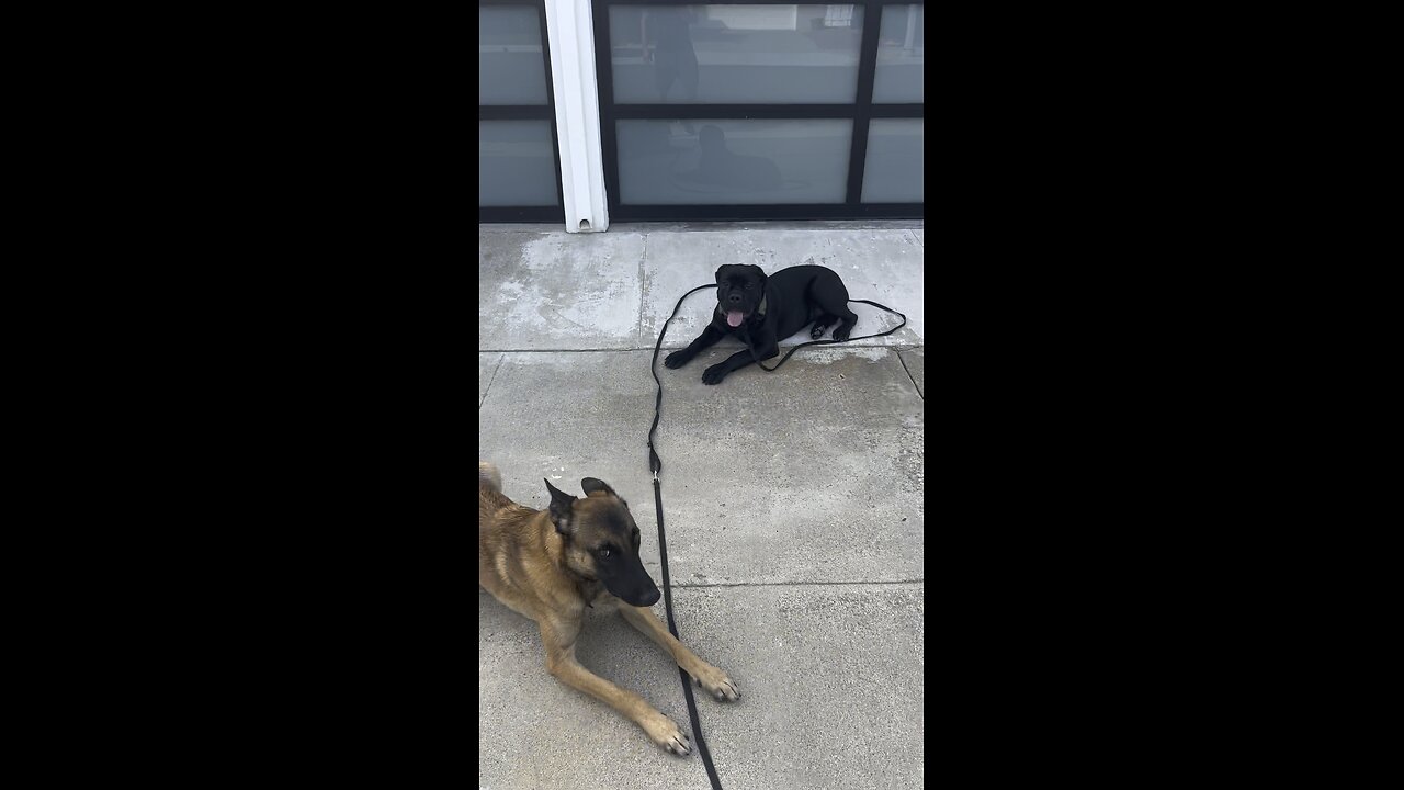 Belgian Malanois used to distract Cane Corso puppy doing street safety drill no treats