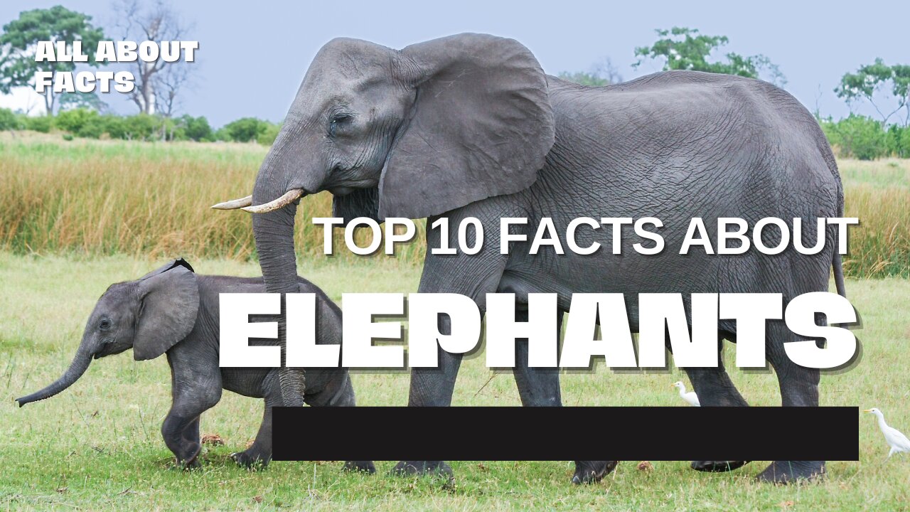 Top 10 Facts About Elephants