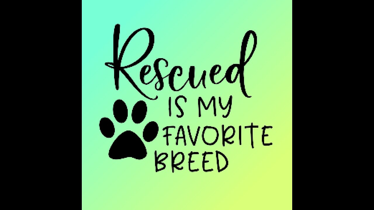 Snowdog Rescue