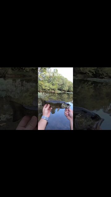 Jerk Bait Smallmouth (short version)