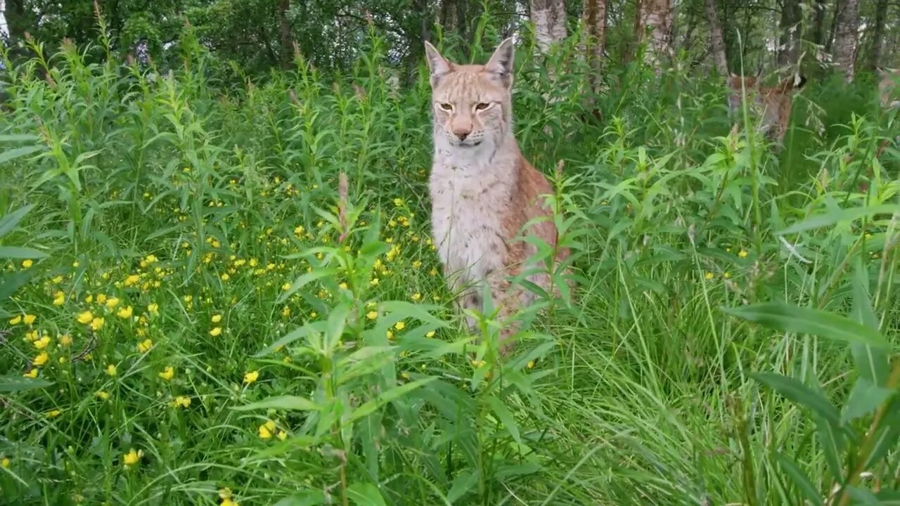 European lynx sitting in the grass