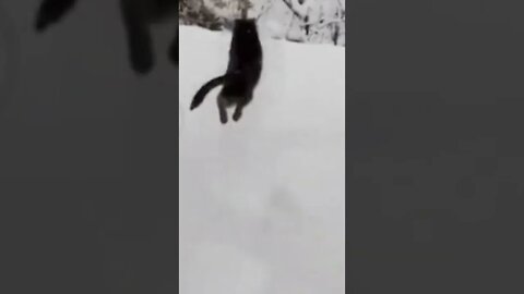 Cat Fails | jump into snow | Funny cute pets lovers, #Shorts