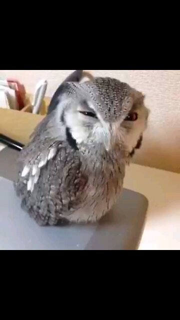 Angry owl with dumb sound effect